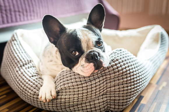 Frenchie in dog bed