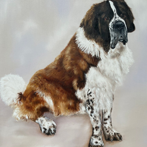 St Bernard pet portrait by Claire Dale